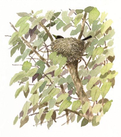 nest from aura book